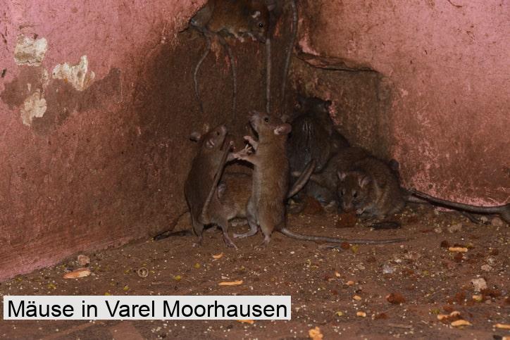 Mäuse in Varel Moorhausen